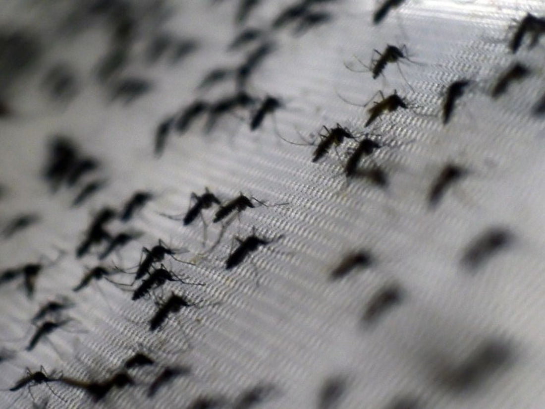 Lutte contre la prolifération des moustiques : l'Importance cruciale des moustiquaires