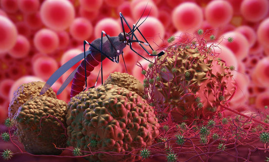 La maladie la plus mortelle transmise par les moustiques : Le Paludisme