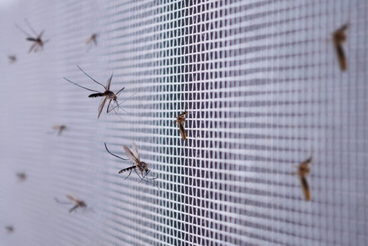 Les avantages économiques des moustiquaires : Comment elles peuvent aider à réduire les coûts de traitement des maladies liées aux moustiques