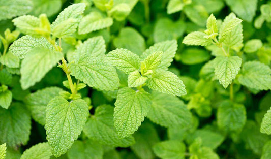 Les meilleures plantes répulsives contre les moustiques à avoir dans votre jardin